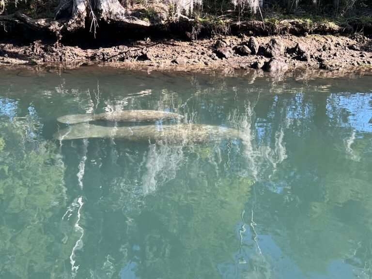 living, mhp, greatswimwiththemanatees, Steps to finding a new home, safe, Manufactured homes for rent