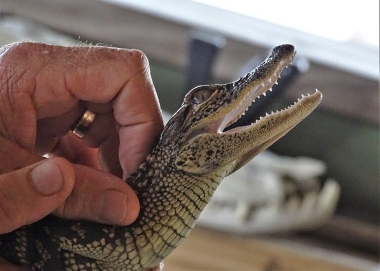 Manufactured homes for sale, modern, safe, mhp, mobile homes, o