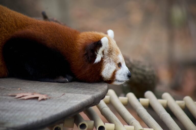 redpanda, living, Parakeet Communities, modern, mhp, Manufactured homes for sale